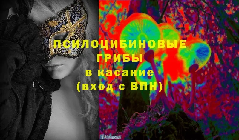 что такое   Лыткарино  Псилоцибиновые грибы Cubensis 